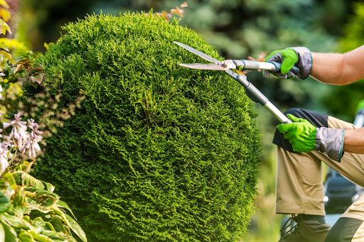 Tree Care Services